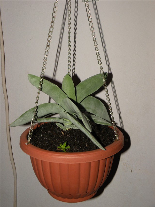 crasula
